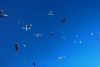 formation skydiving big way
